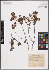 Foto von Salix aurita L. x Salix repens L.